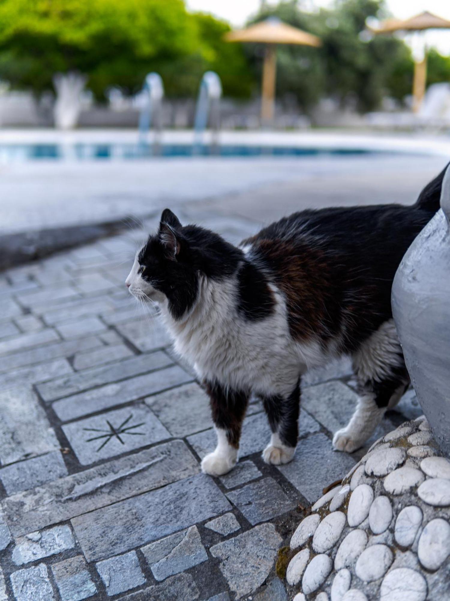 Manos Pension Faliraki Dış mekan fotoğraf
